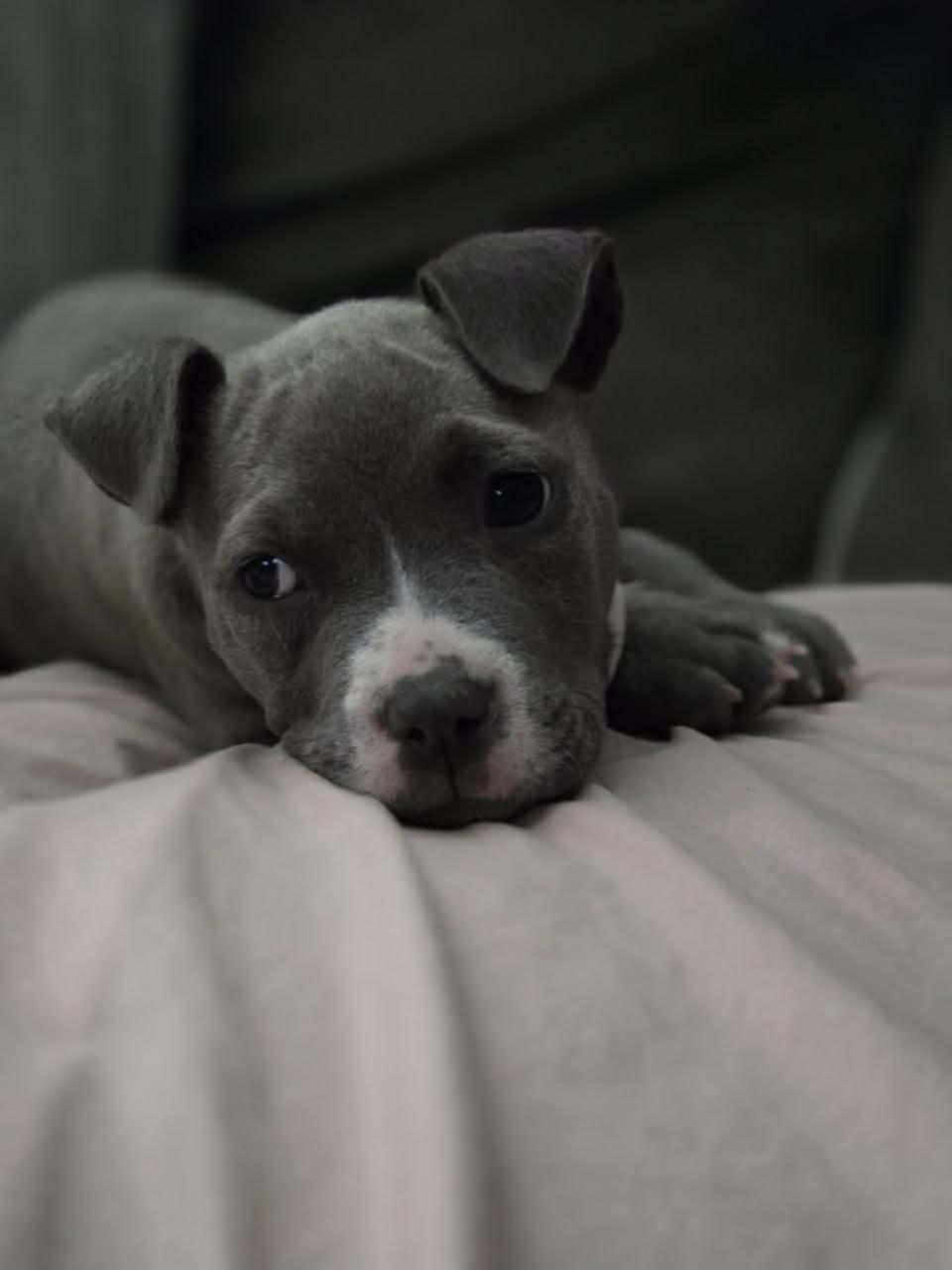 Enlarge Tubby, a ADOPTABLE American Bully in Milton, FL image 2/6