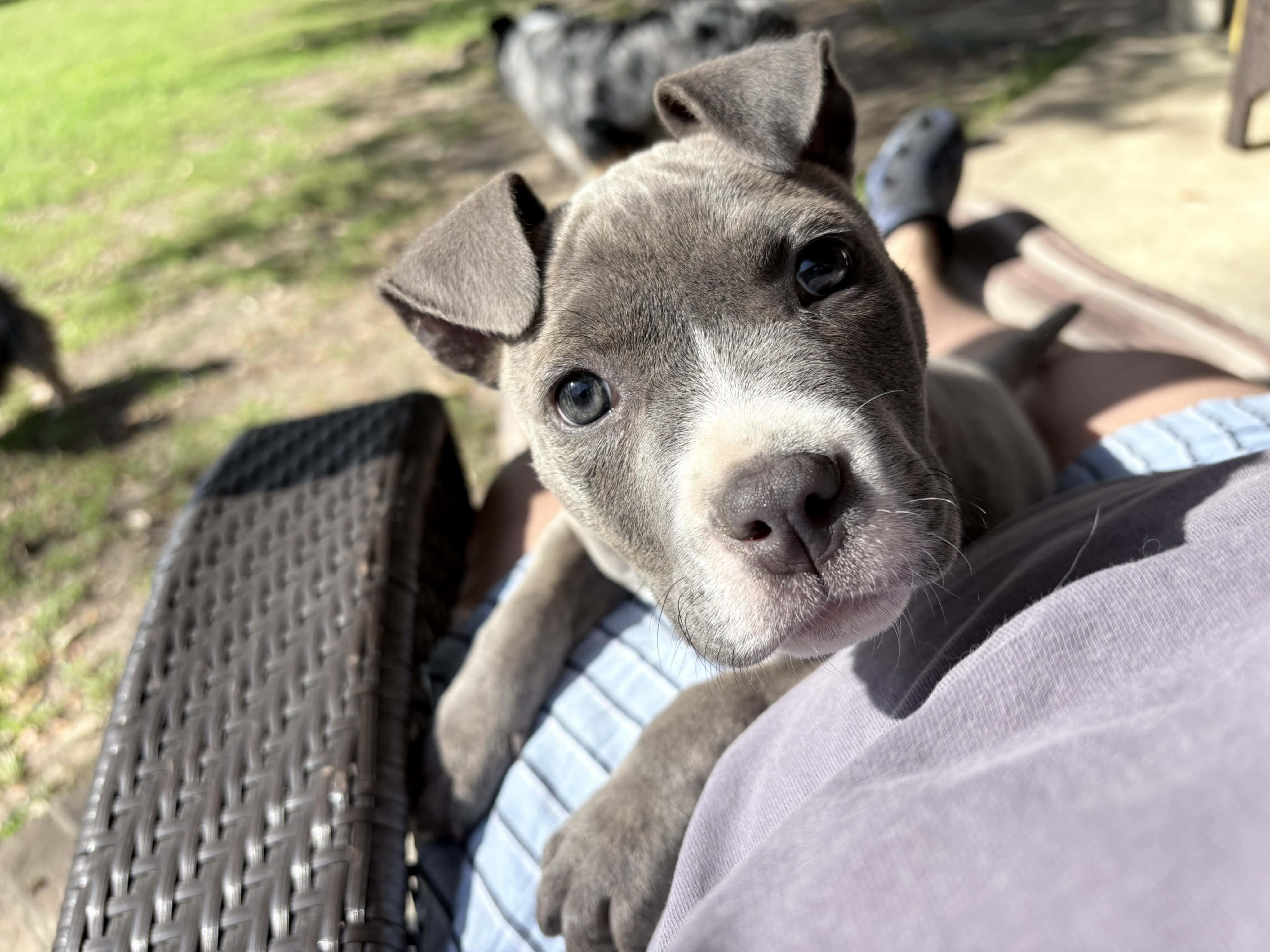 Enlarge Tubby, a ADOPTABLE American Bully in Milton, FL image 4/6