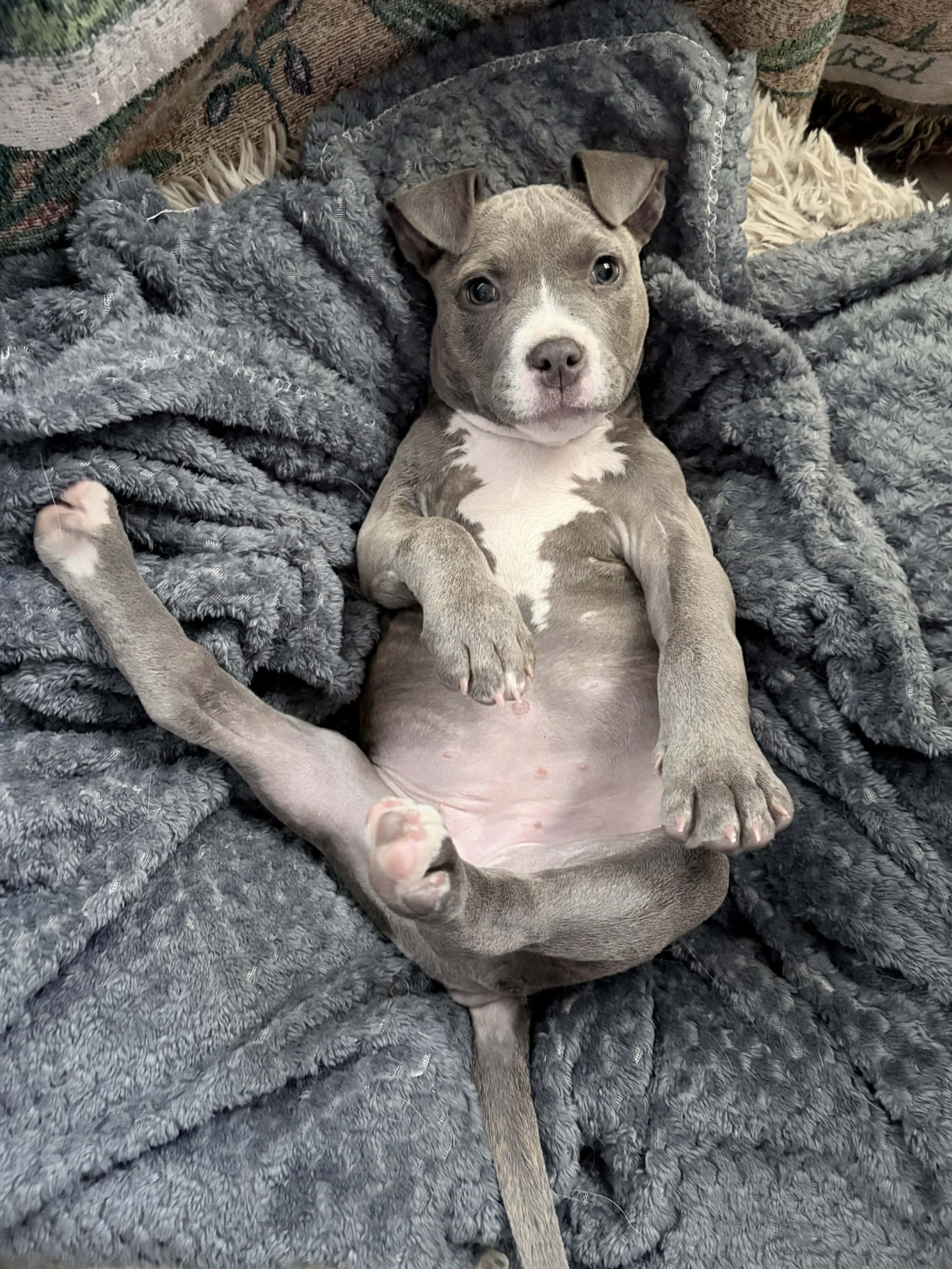 Enlarge Tubby, a ADOPTABLE American Bully in Milton, FL image 5/6