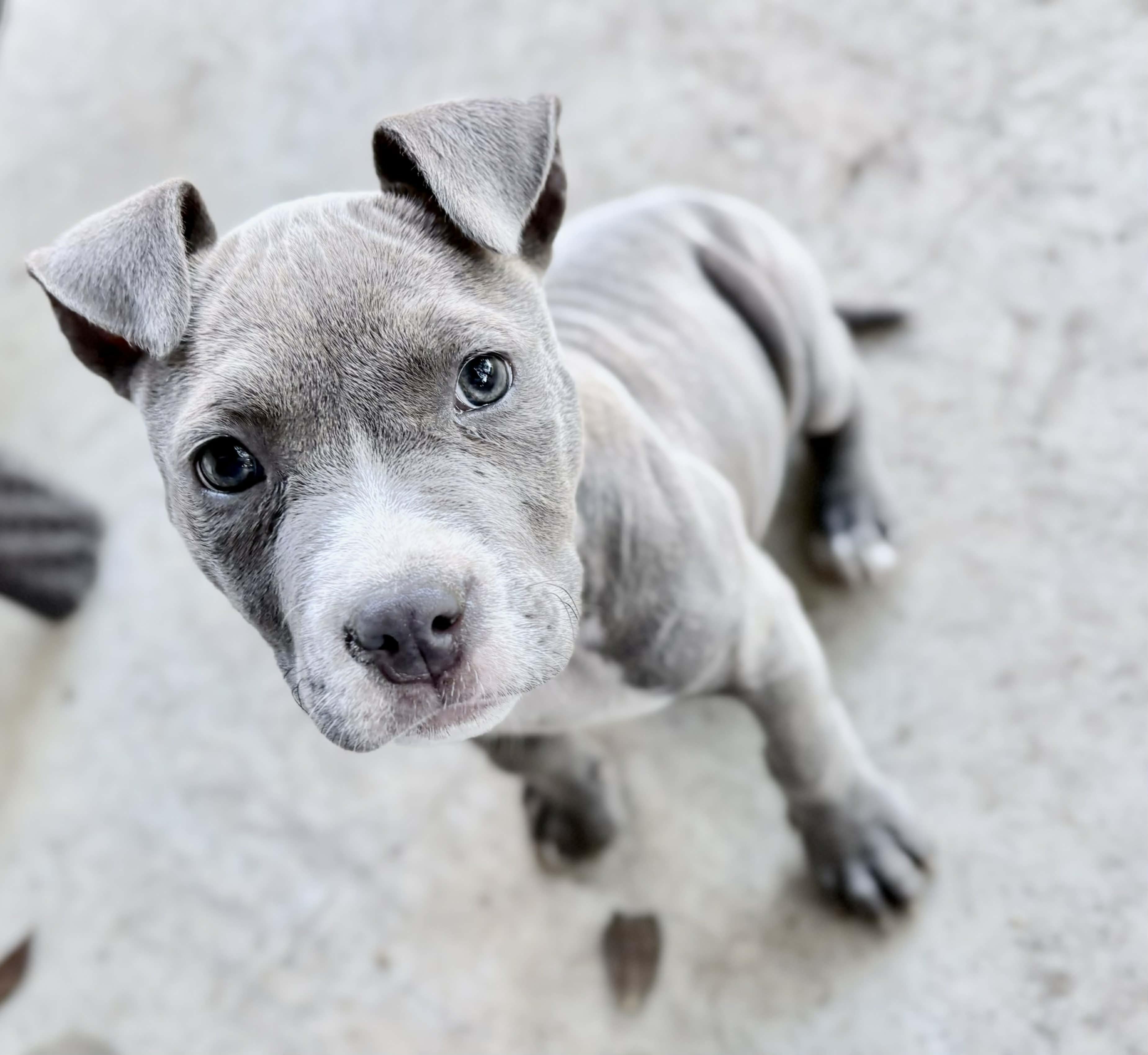Tubby, ADOPTABLE, Puppy Female American Bully.