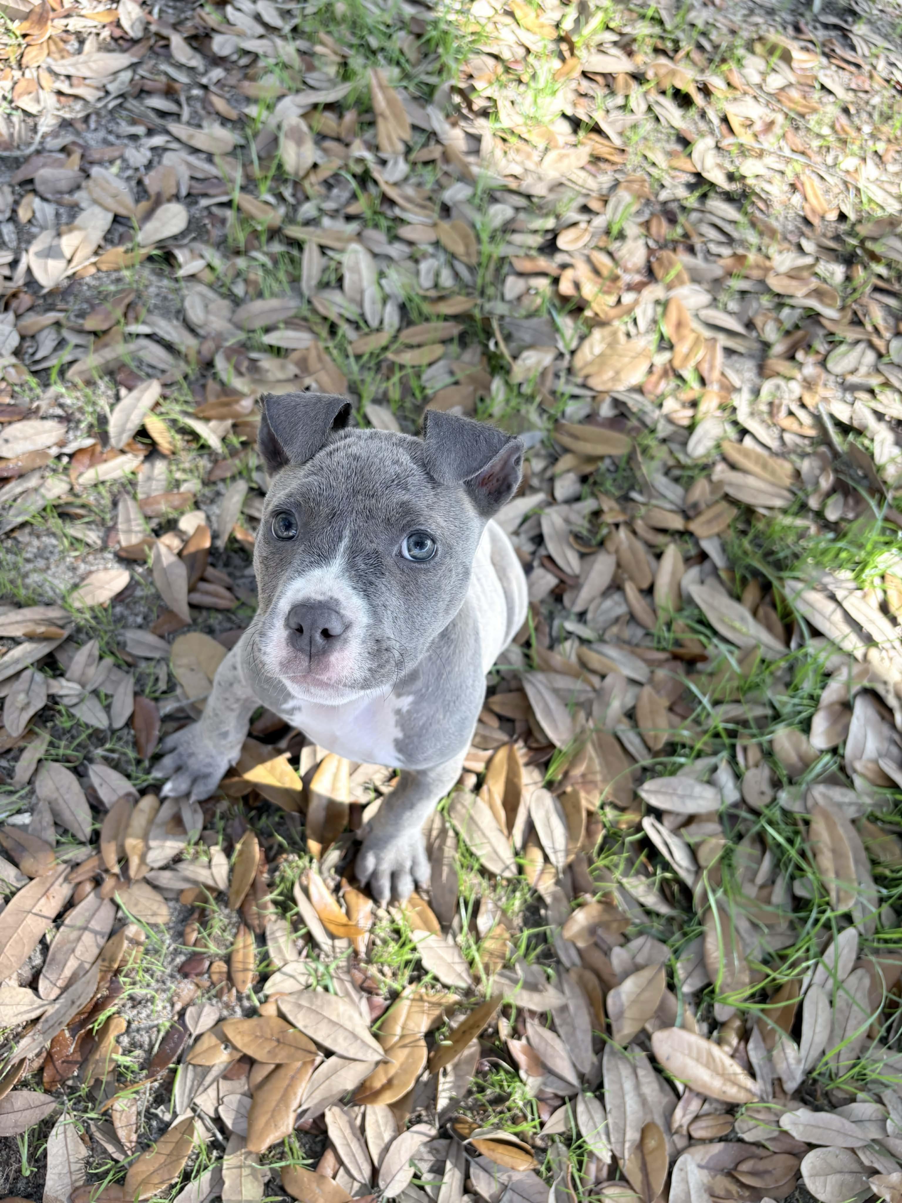 Enlarge Tubby, a ADOPTABLE American Bully in Milton, FL image 6/6