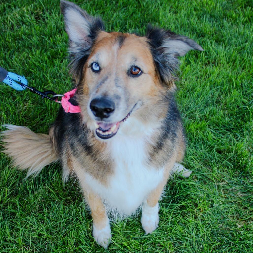 Willow, Adoptable, Senior Female Australian Shepherd & Mixed Breed.