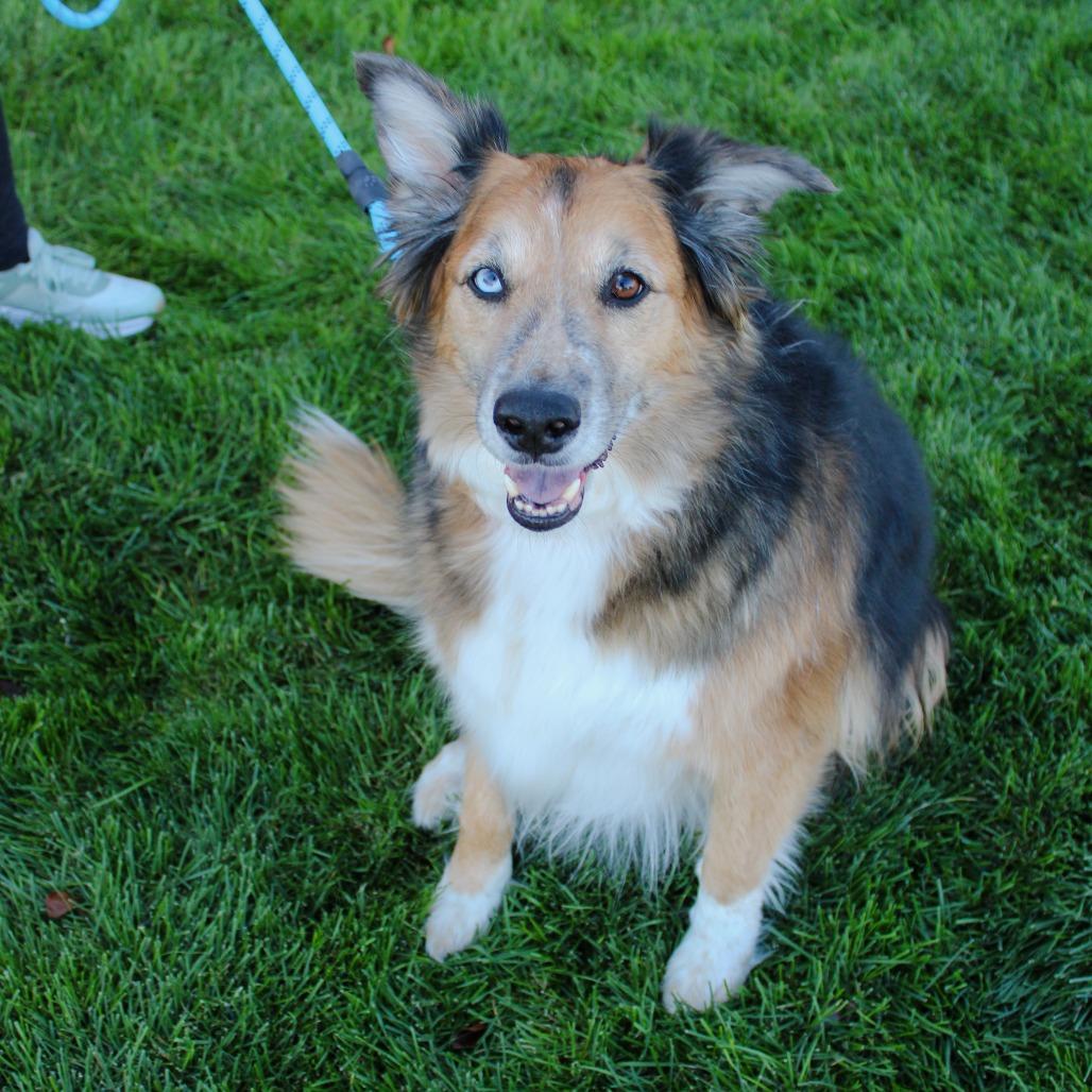 Enlarge Willow, a Adoptable mixed breed in Great Falls, MT image 2/2