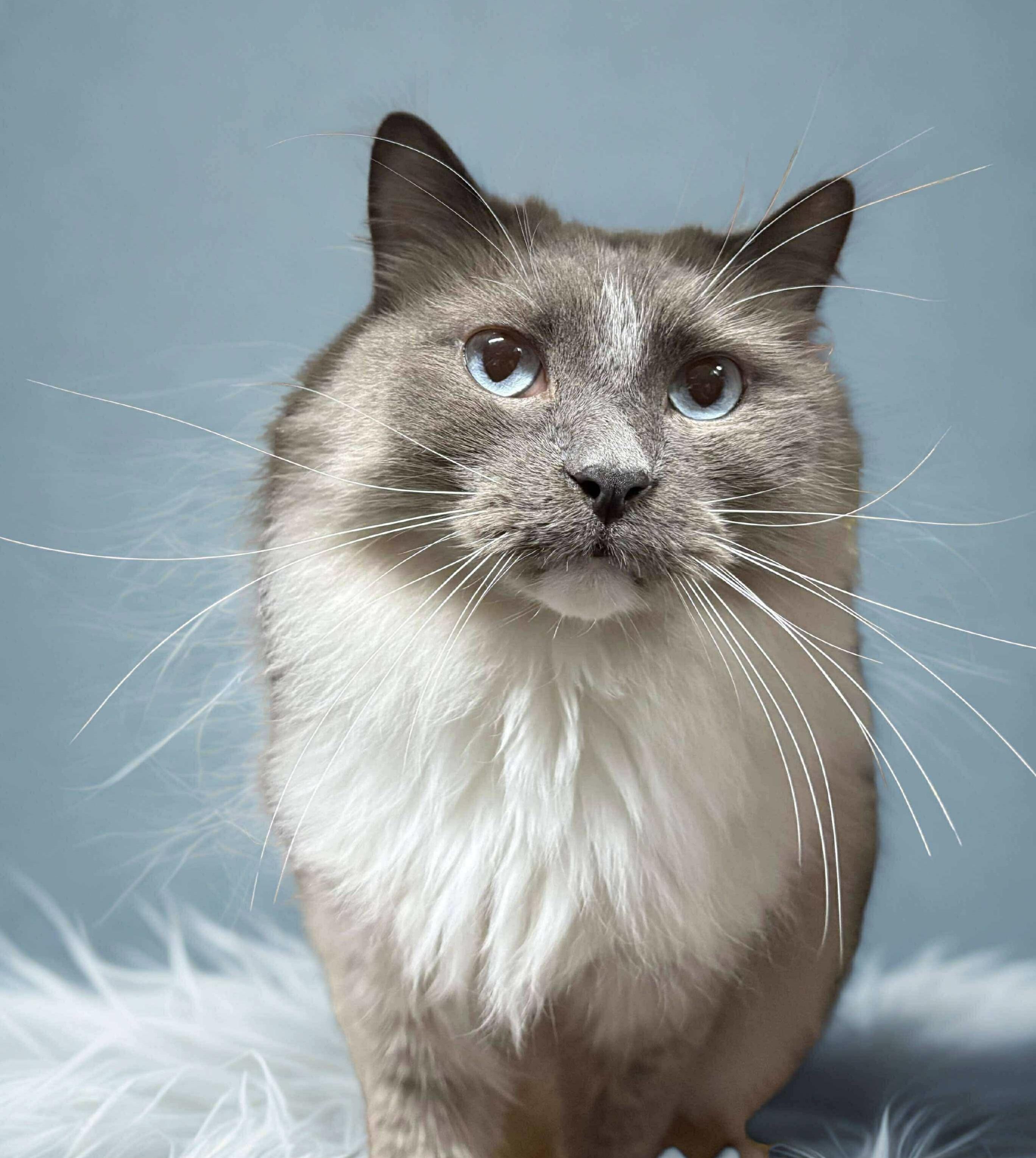 Enlarge OLIVER, an adopted Ragdoll in Tillsonburg, ON image 1/4