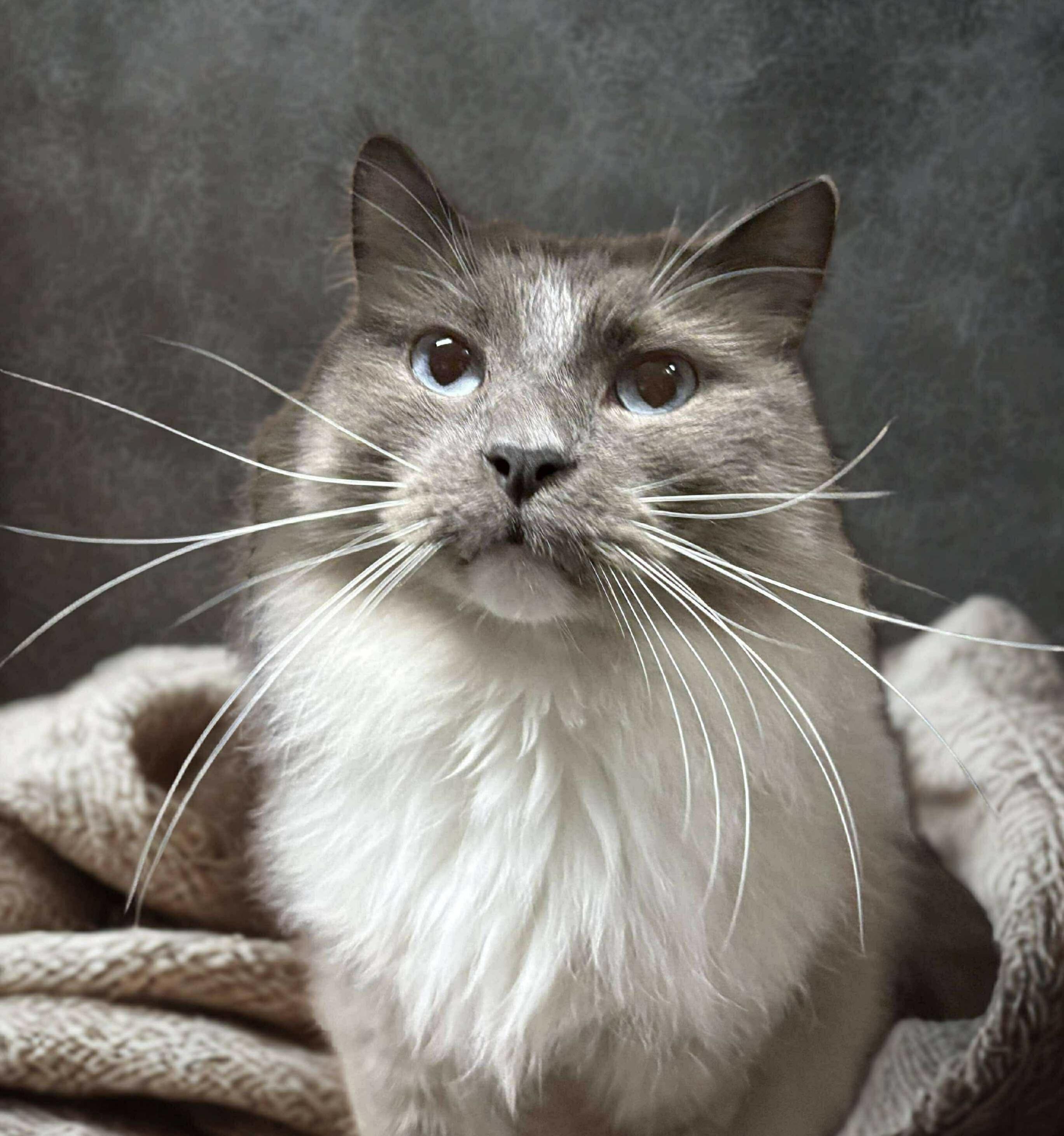 Enlarge OLIVER, an adopted Ragdoll in Tillsonburg, ON image 2/4