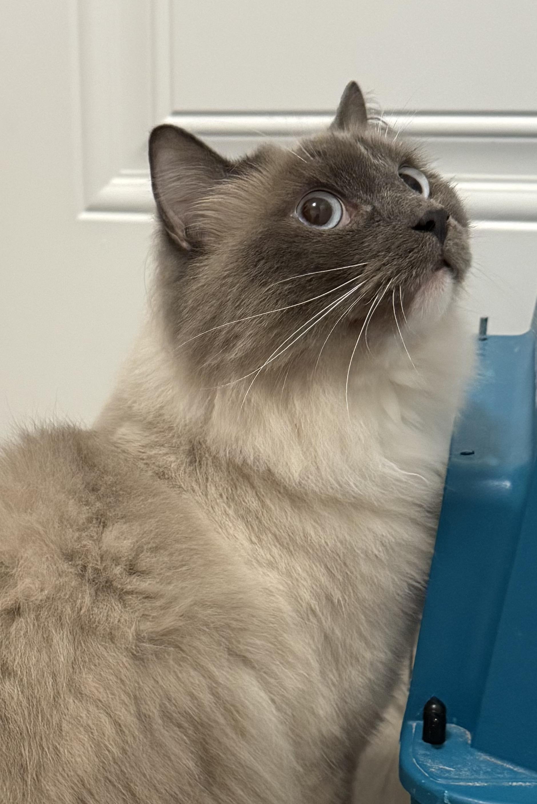 Enlarge OLIVER, an adopted Ragdoll in Tillsonburg, ON image 4/4