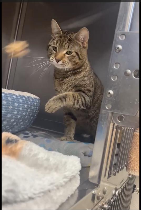 Enlarge Hugo (& Marie), a ADOPTABLE Domestic Short Hair in East Providence, RI image 2/2