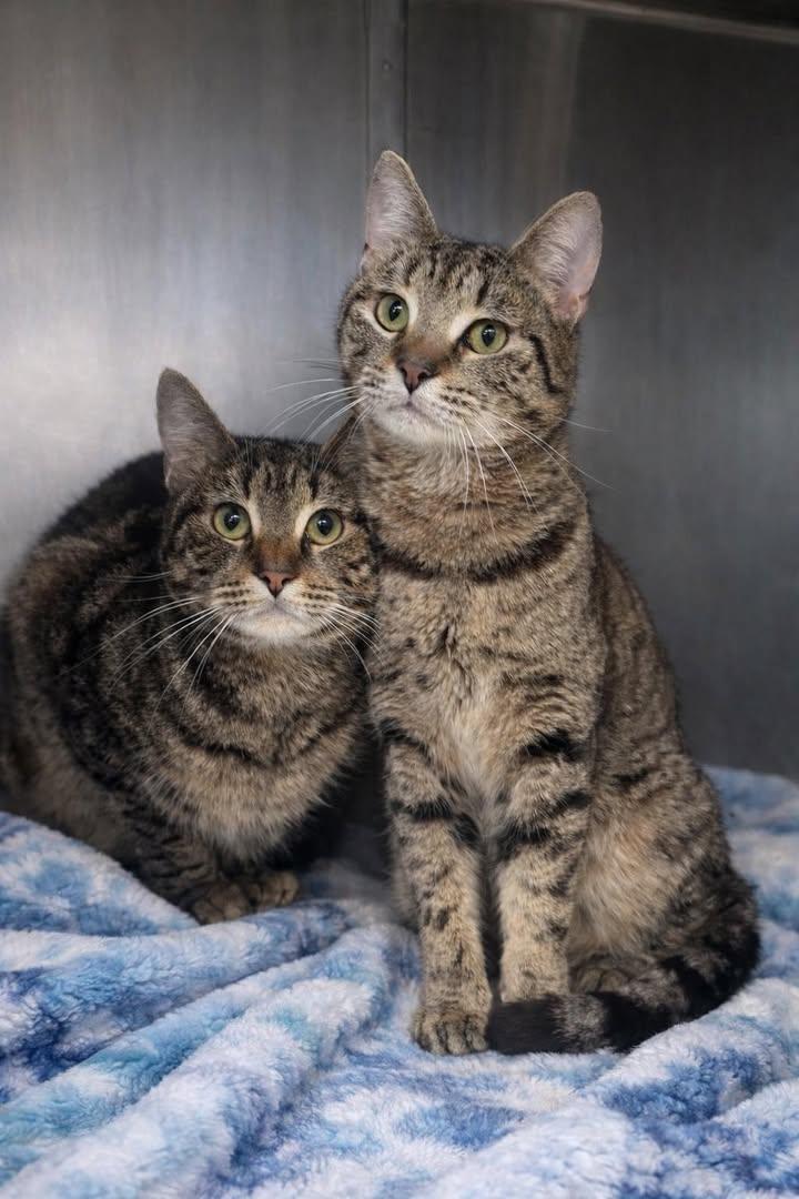 Enlarge Hugo (& Marie), a ADOPTABLE Domestic Short Hair in East Providence, RI image 1/2