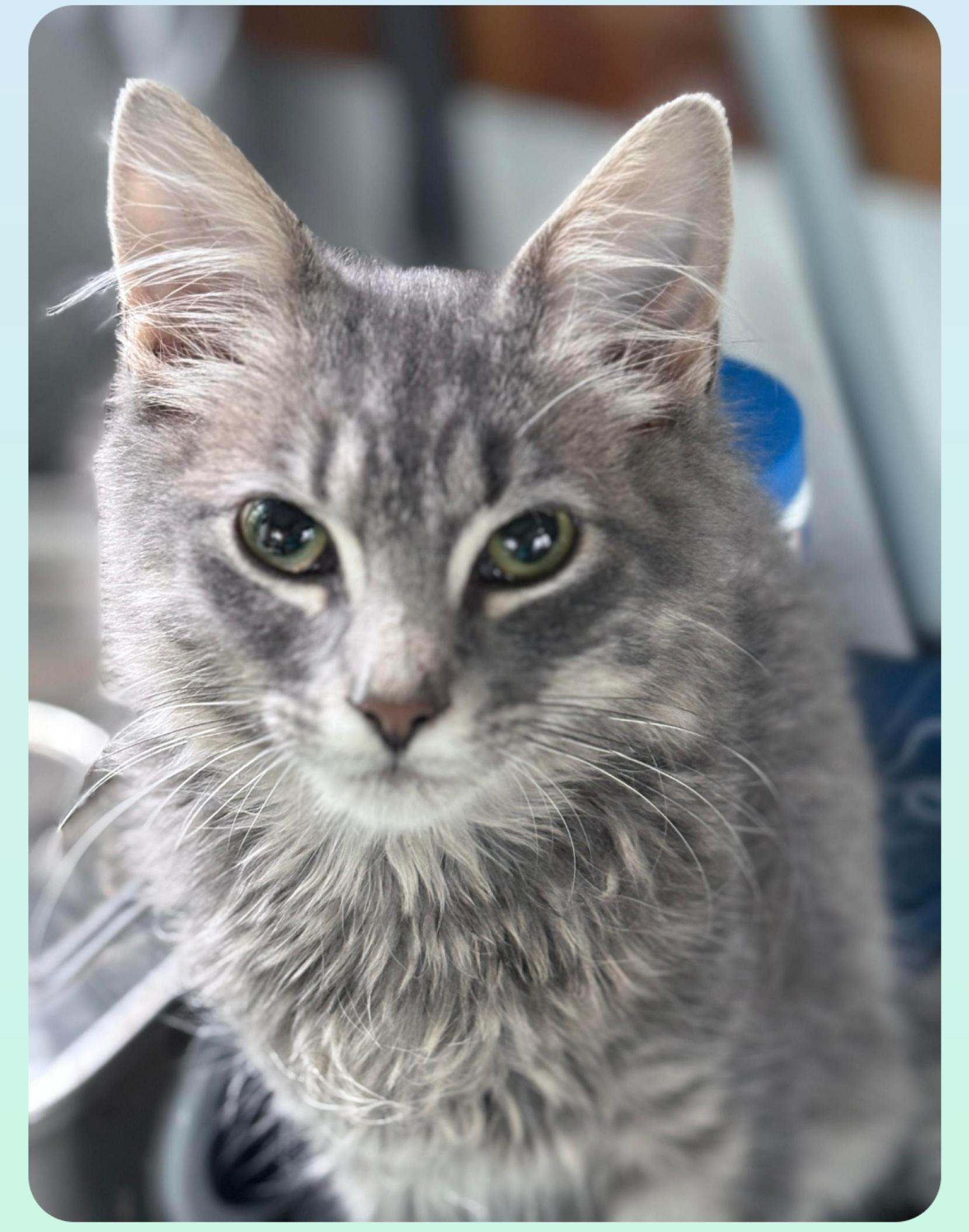 Marshmallows ( 2026, Orlando, Fl), ADOPTABLE, Kitten Male American Shorthair.