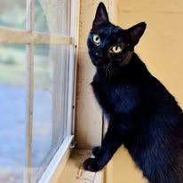 Enlarge Meadow, an adopted Domestic Short Hair in Rixeyville, VA image 2/4