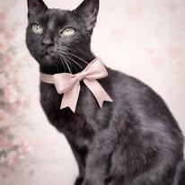 Enlarge Meadow, an adopted Domestic Short Hair in Rixeyville, VA image 4/4