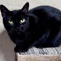 Enlarge Meadow, an adopted Domestic Short Hair in Rixeyville, VA image 3/4