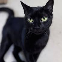 Enlarge Meadow, an adopted Domestic Short Hair in Rixeyville, VA image 1/4