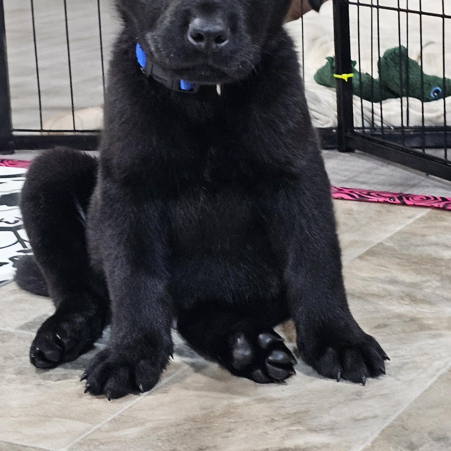 Enlarge Sitka, a ADOPTABLE Mixed Breed in Kenosha, WI image 3/4