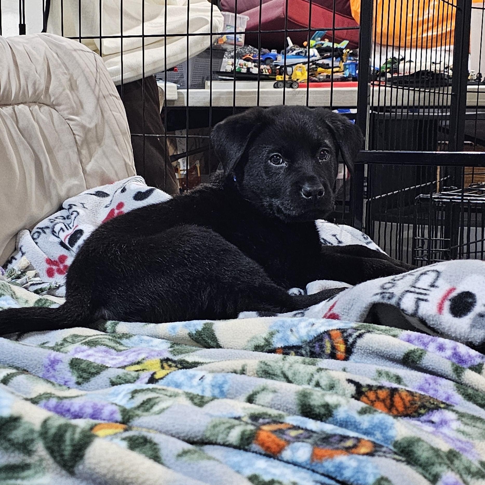 Enlarge Sitka, a ADOPTABLE Mixed Breed in Kenosha, WI image 2/4