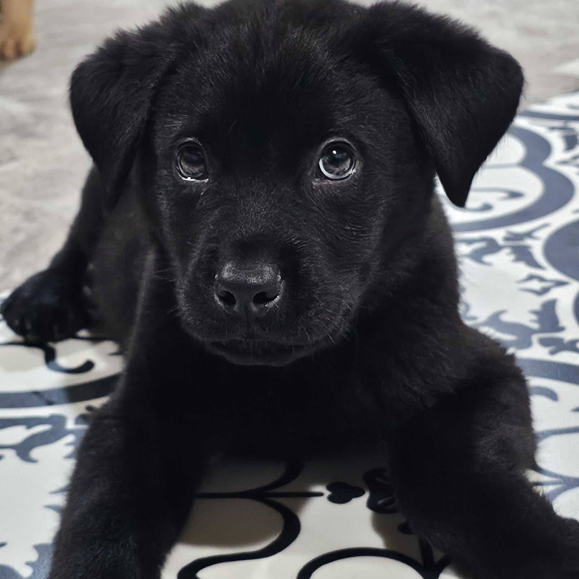 Sitka, ADOPTABLE, Puppy Male Mixed Breed.