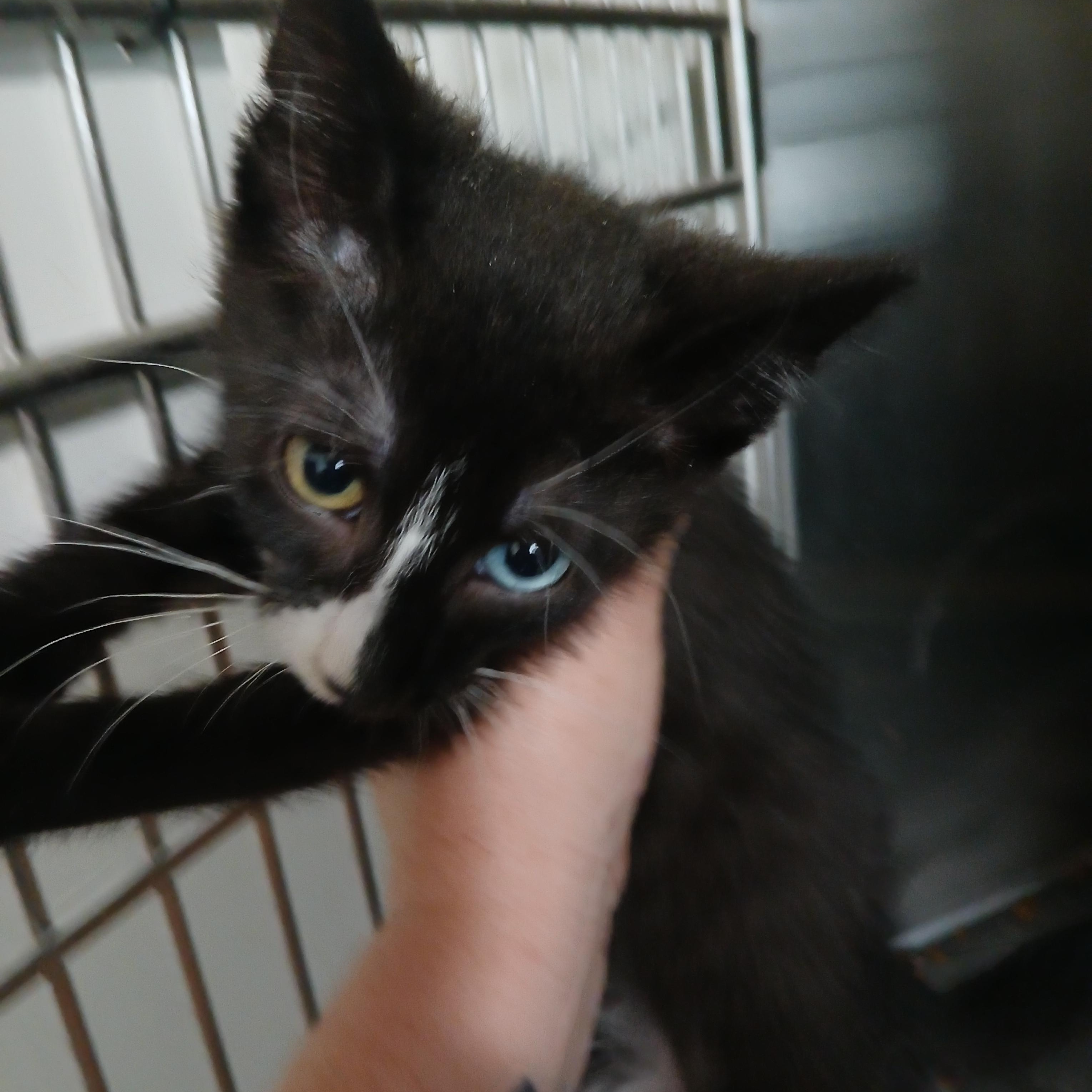 Enlarge Romeo, a Adopted American Shorthair in Iowa Falls, IA image 1/1