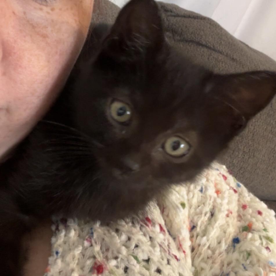 Cinder, Adoptable, Kitten Female Domestic Short Hair.