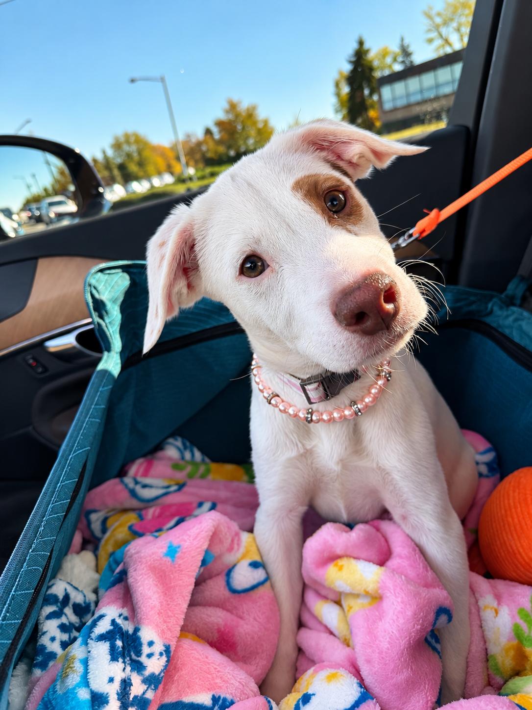 Enlarge Anna, a Adoptable mixed breed in Bourbonnais, IL image 3/6