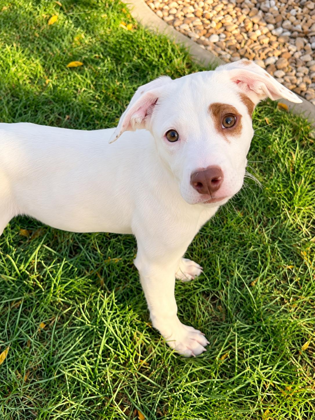 Enlarge Anna, a Adoptable mixed breed in Bourbonnais, IL image 2/6