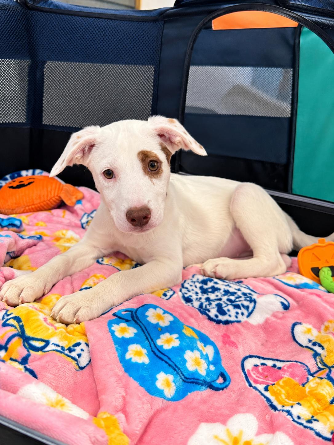 Enlarge Anna, a Adoptable mixed breed in Bourbonnais, IL image 4/6