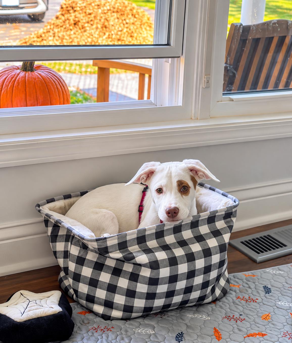 Enlarge Anna, a Adoptable mixed breed in Bourbonnais, IL image 5/6