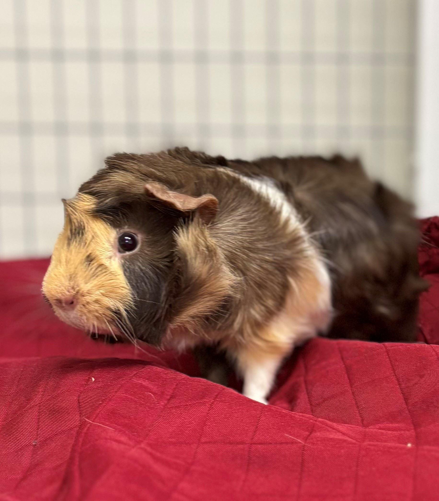 Enlarge Caramel, a Adoptable Guinea Pig in Iowa City, IA image 1/3