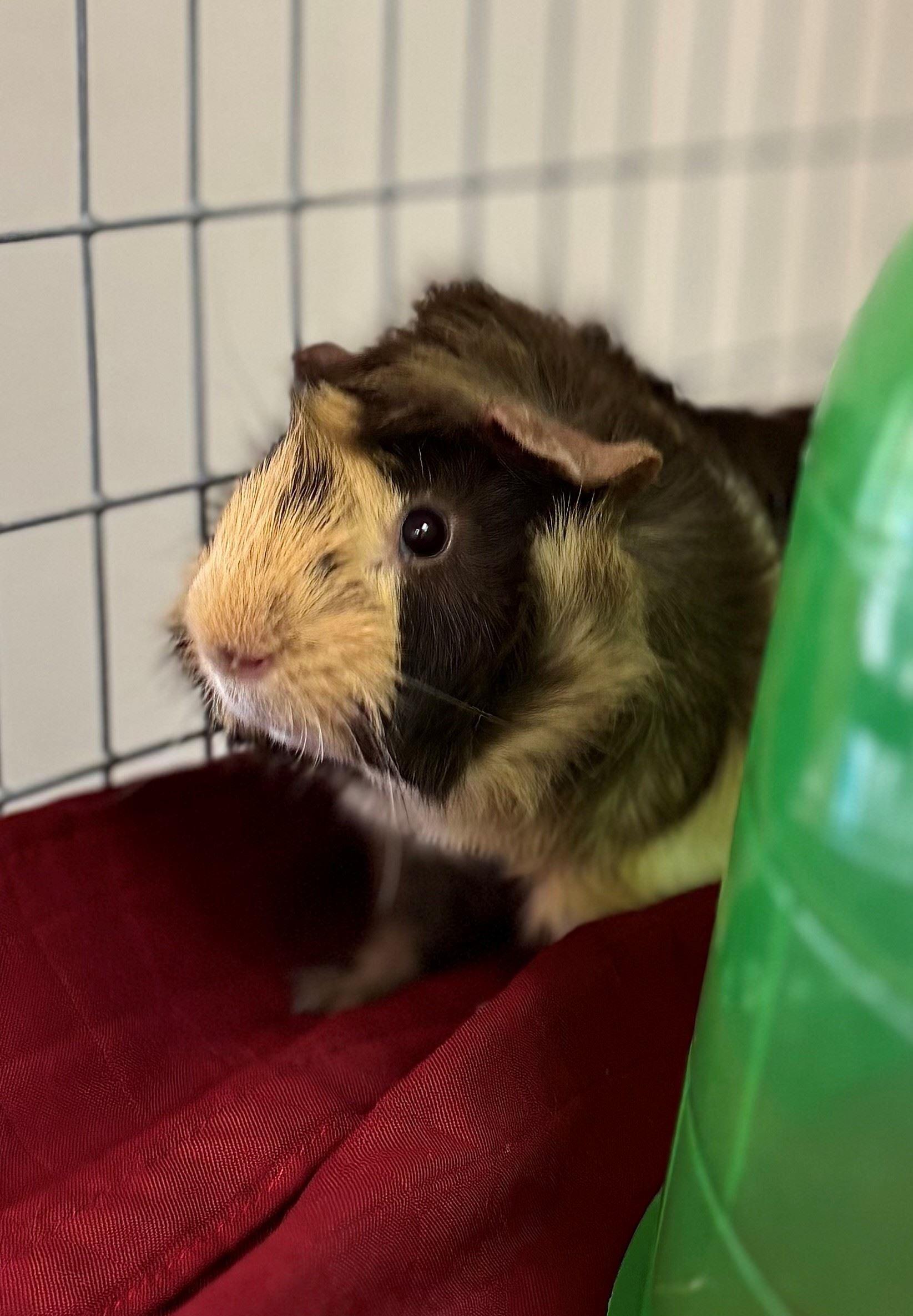 Enlarge Caramel, a Adoptable Guinea Pig in Iowa City, IA image 2/3