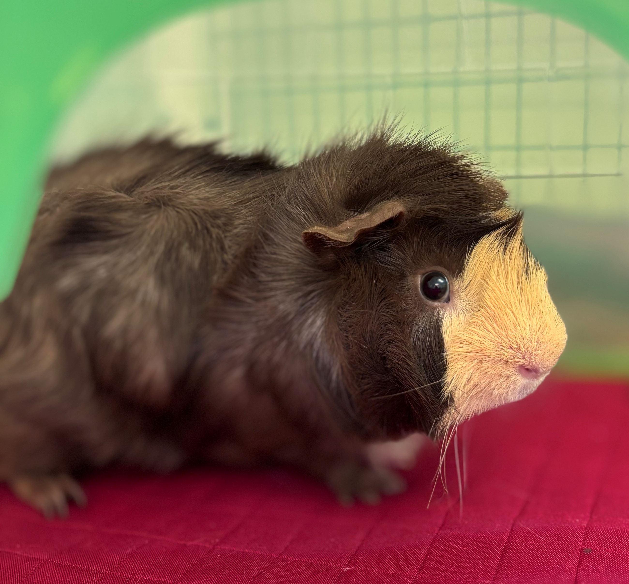 Enlarge Caramel, a Adoptable Guinea Pig in Iowa City, IA image 3/3