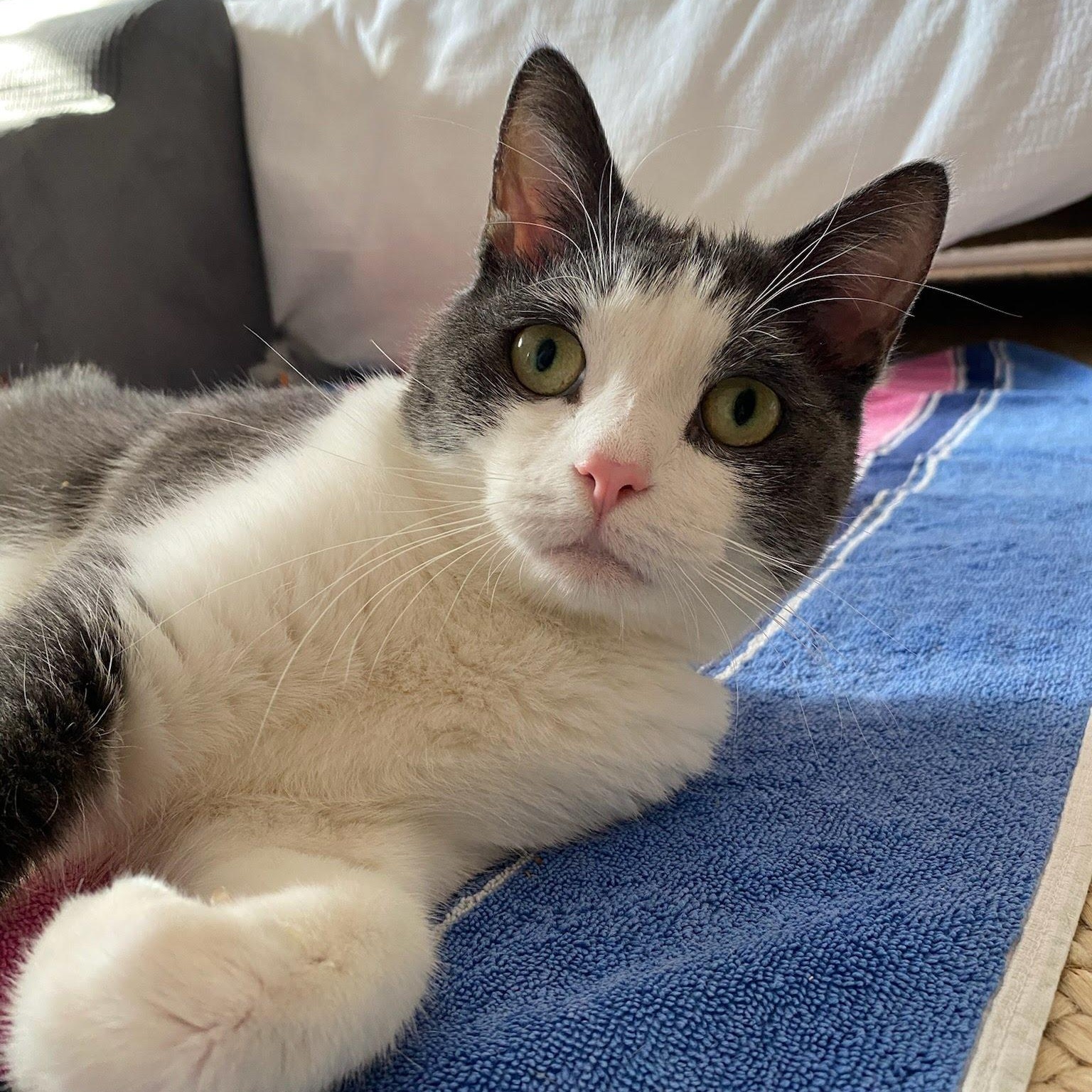 Luna, Adoptable, Adult Female Domestic Short Hair.