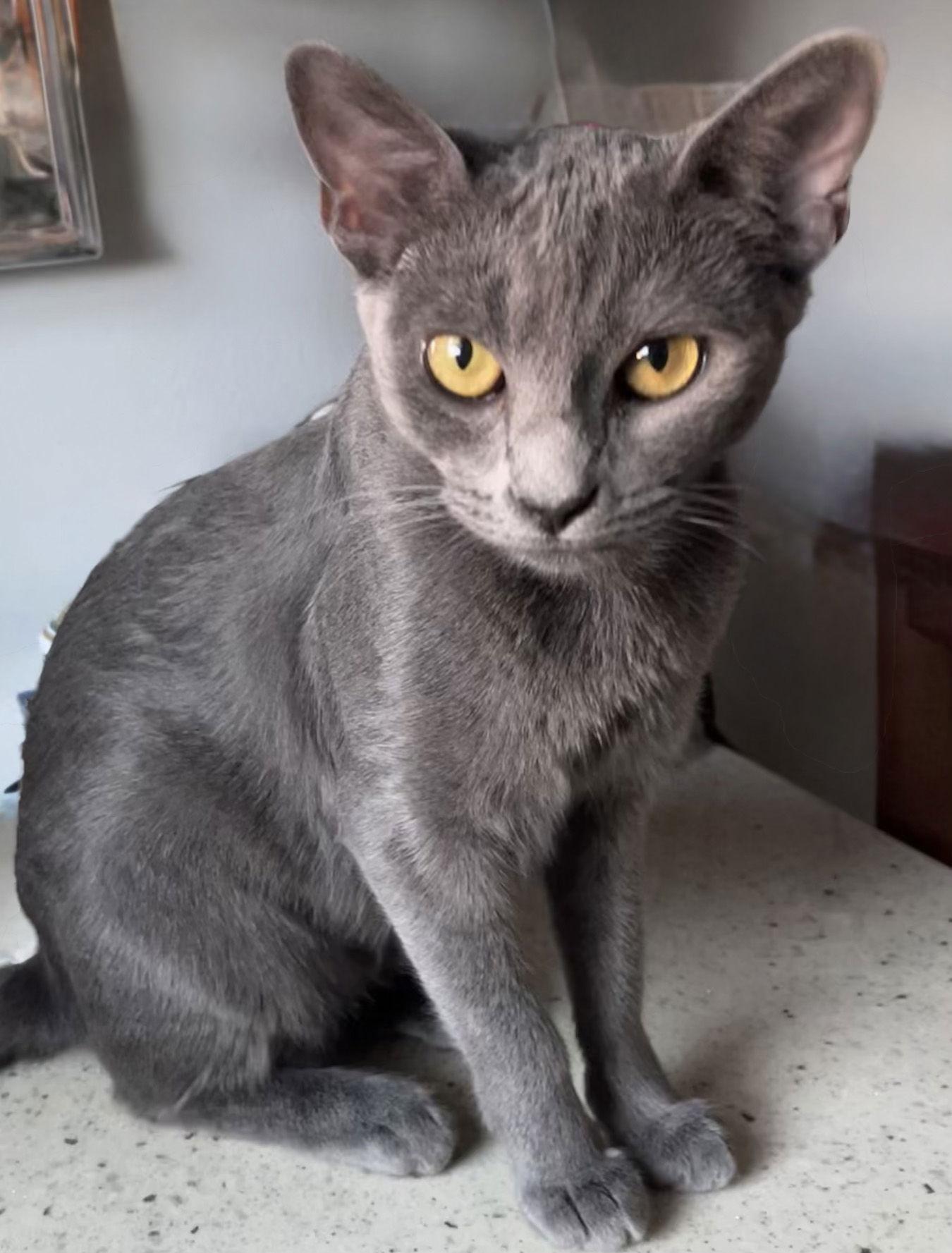 Luna, a Adoptable Domestic Short Hair in Ventura, CA image 1/3
