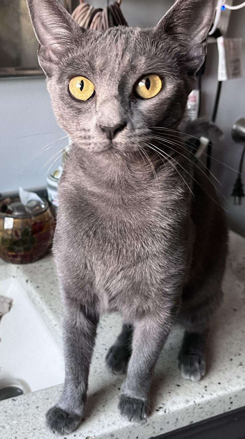 Luna, Adoptable, Young Female Domestic Short Hair.