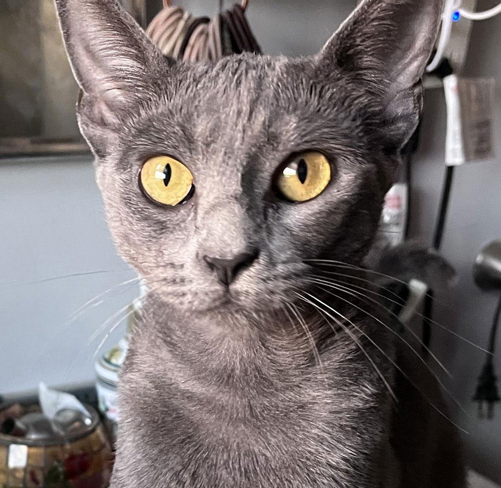 Luna, a Adoptable Domestic Short Hair in Ventura, CA image 2/3
