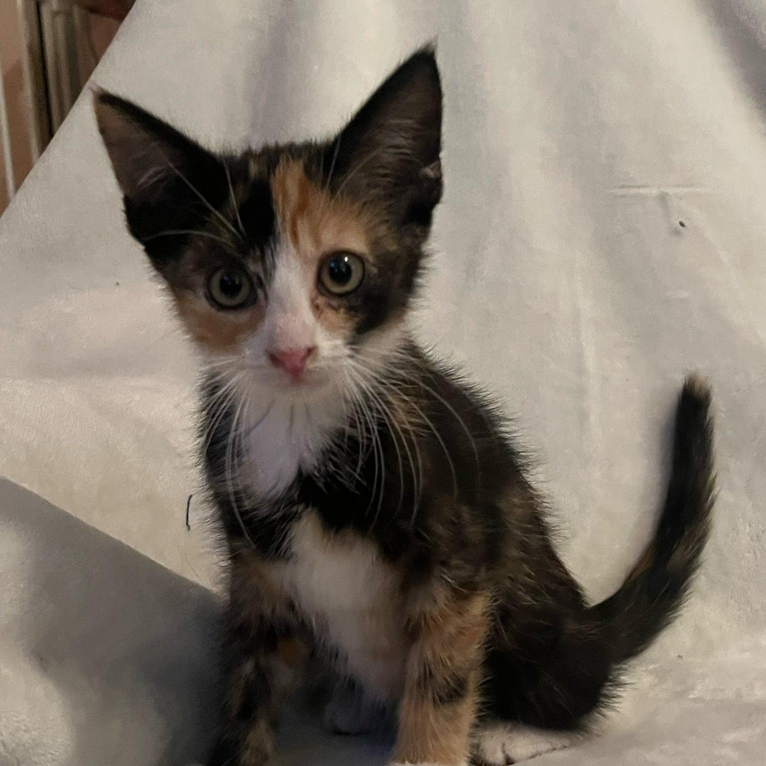 Enlarge Missy, a Adoptable Domestic Short Hair in Minneapolis, MN image 1/1