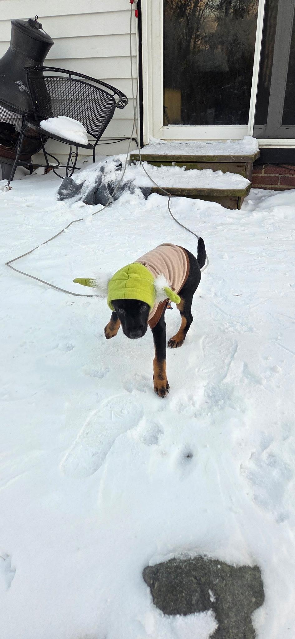 Enlarge Kermit, an adopted Mixed Breed in Elyria, OH image 3/4