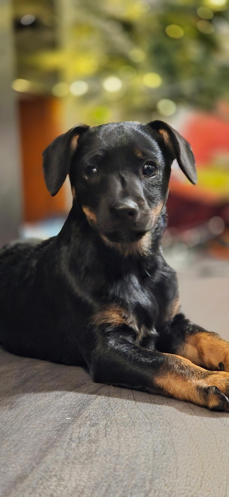 Kermit, adopted, Young Male Mixed Breed.