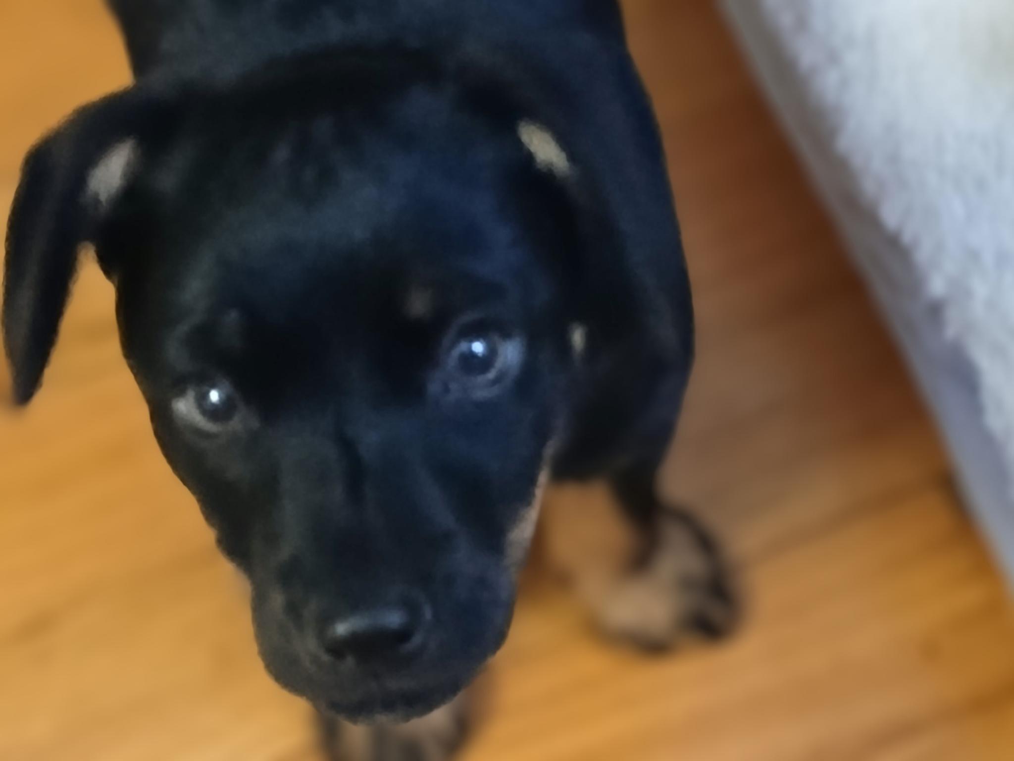 Enlarge Kermit, an adopted Mixed Breed in Elyria, OH image 2/4