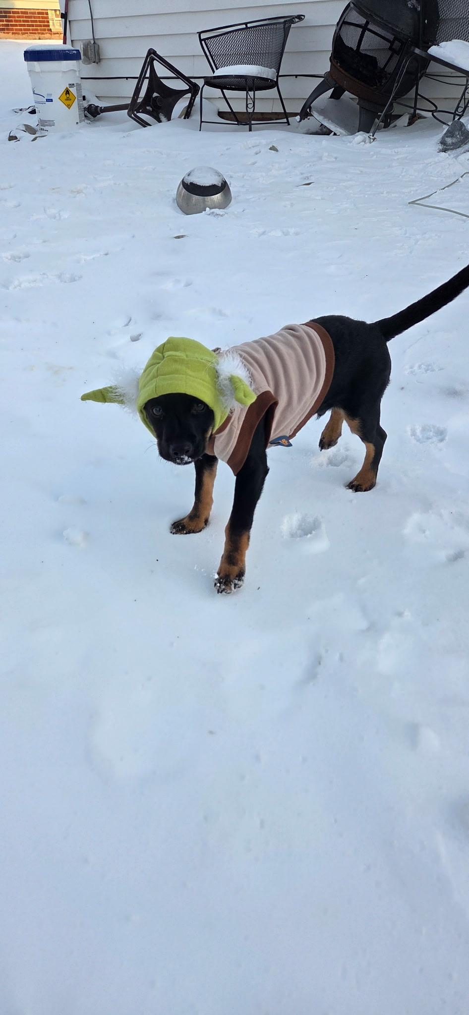 Enlarge Kermit, an adopted Mixed Breed in Elyria, OH image 4/4