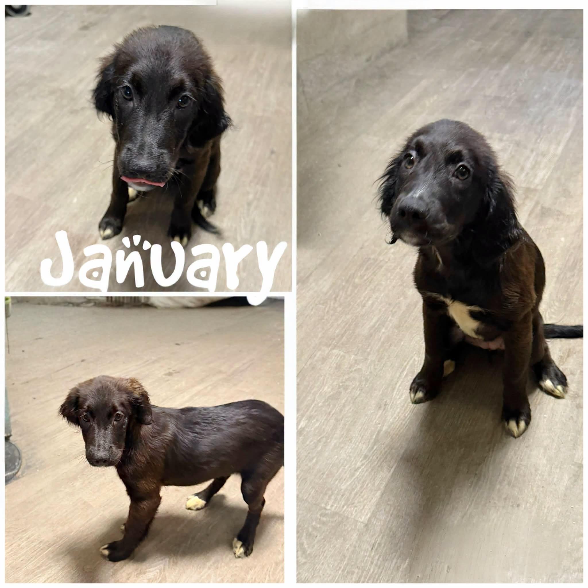 Enlarge January, a Adoptable Brittany Spaniel in Saint James, MO image 1/1