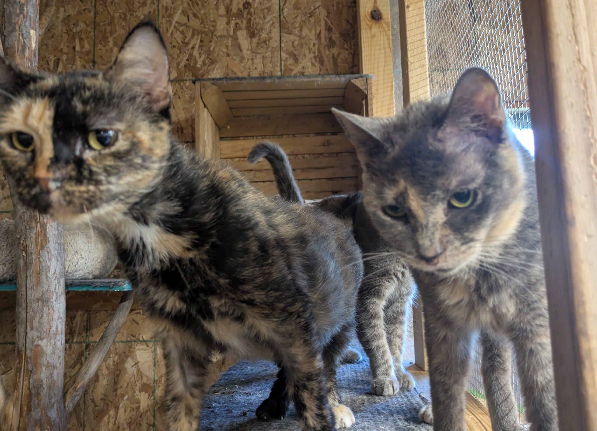 Fanta, Adoptable, Young Female Domestic Short Hair.