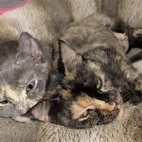 Fanta, a Adoptable Domestic Short Hair in Mears, MI image 2/4