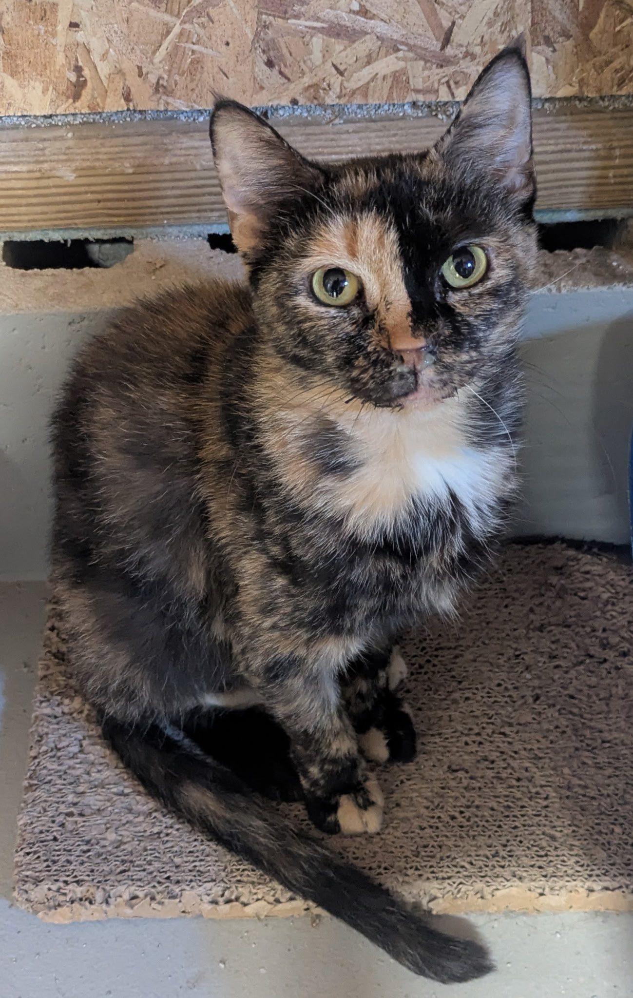 Fanta, a Adoptable Domestic Short Hair in Mears, MI image 3/4