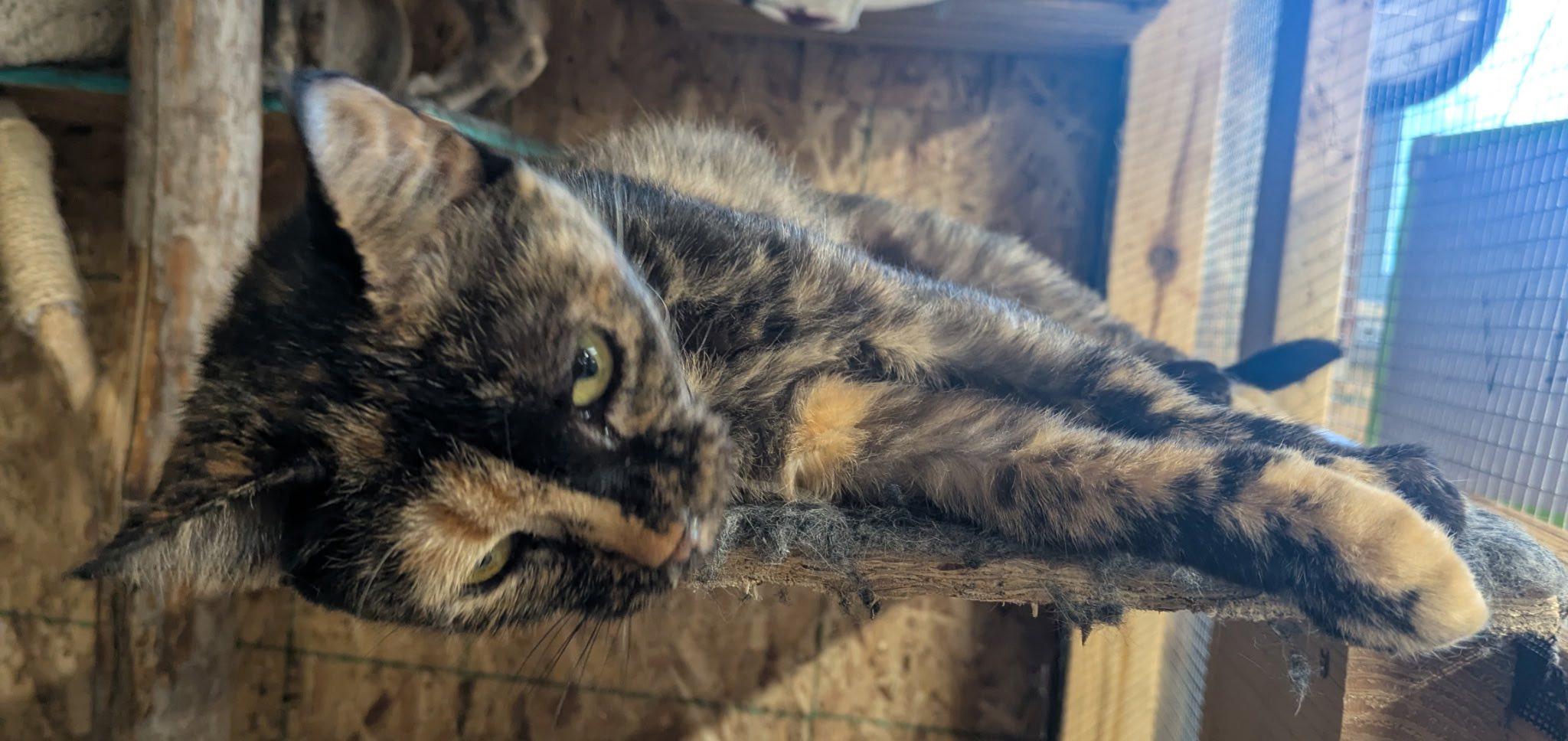 Fanta, a Adoptable Domestic Short Hair in Mears, MI image 4/4