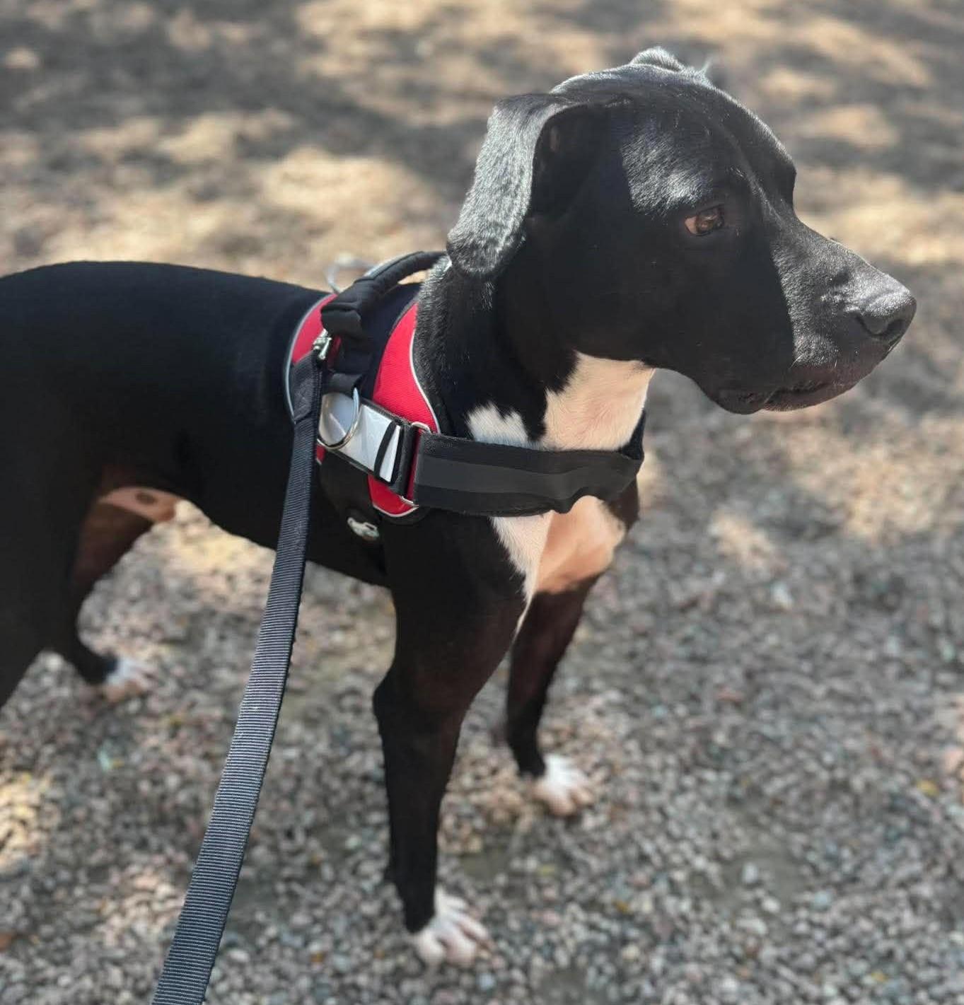 Enlarge Duncan, a Adoptable mixed breed in Canon City, CO image 2/3