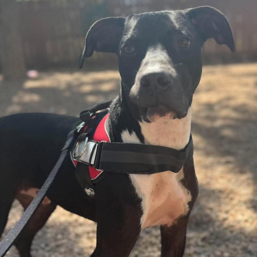 Enlarge Duncan, a Adoptable mixed breed in Canon City, CO image 3/3