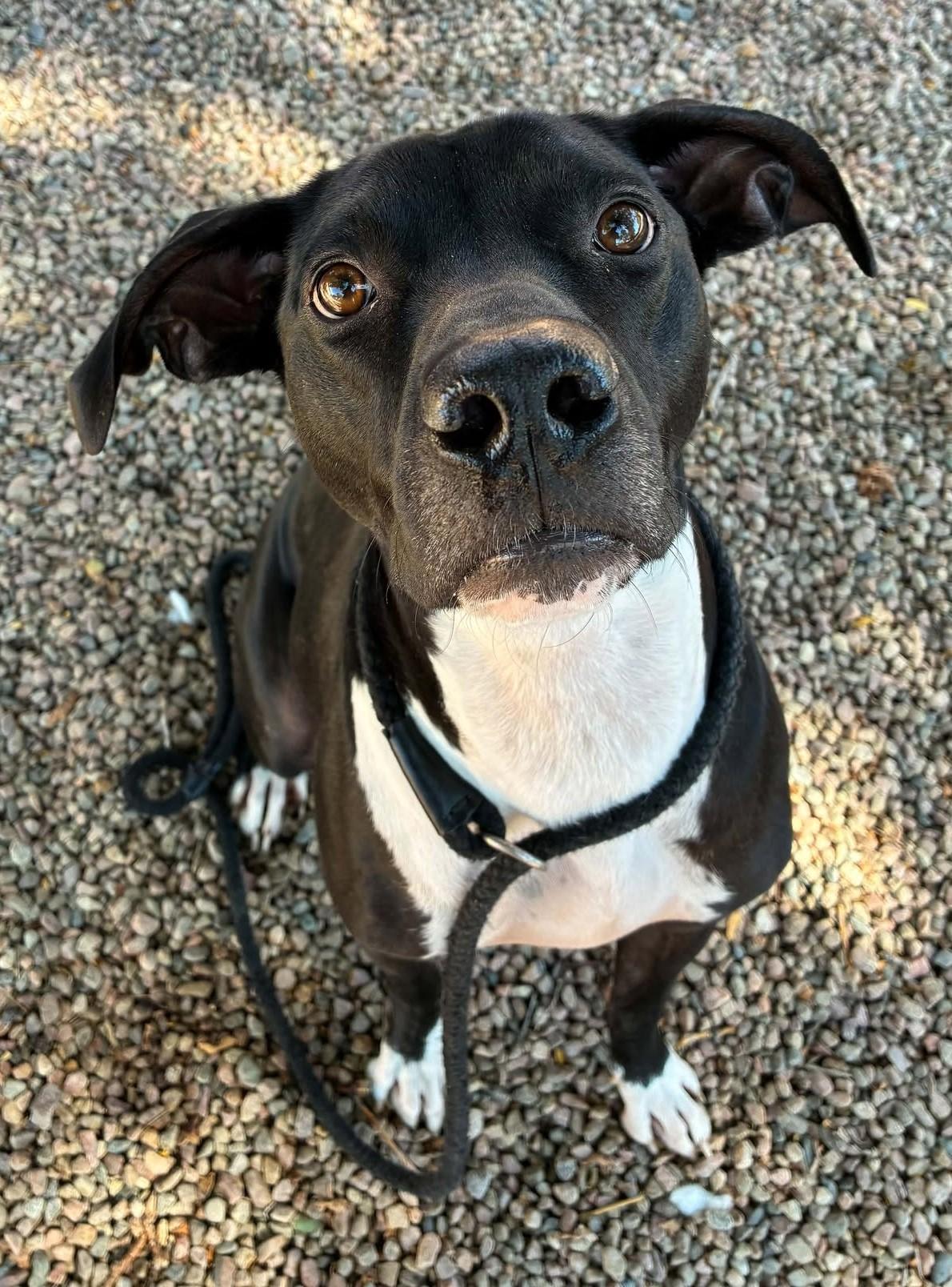 Duncan, Adoptable, Adult Male Mixed Breed.