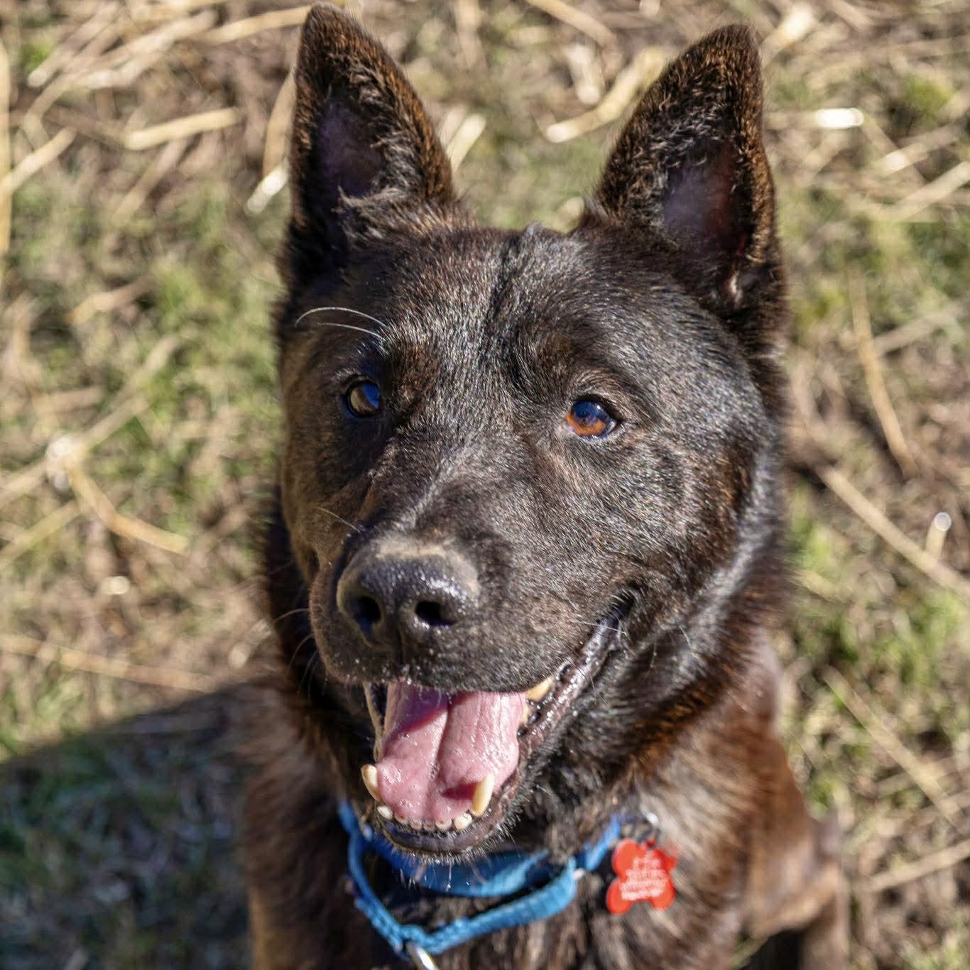 Dewey, ADOPTABLE, Adult Male Shepherd.