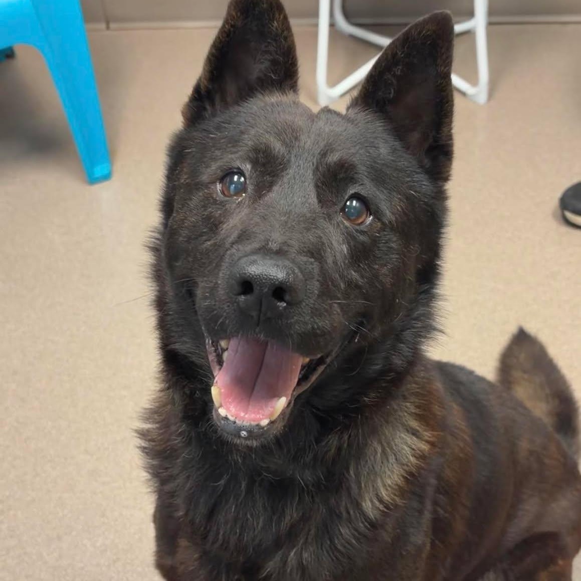 Enlarge Dewey, a ADOPTABLE Shepherd in Valparaiso, IN image 1/1