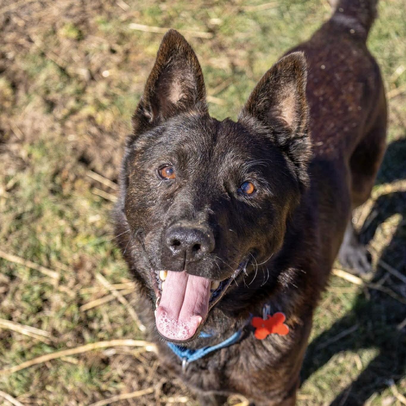 Enlarge Dewey, a ADOPTABLE Shepherd in Valparaiso, IN image 2/5