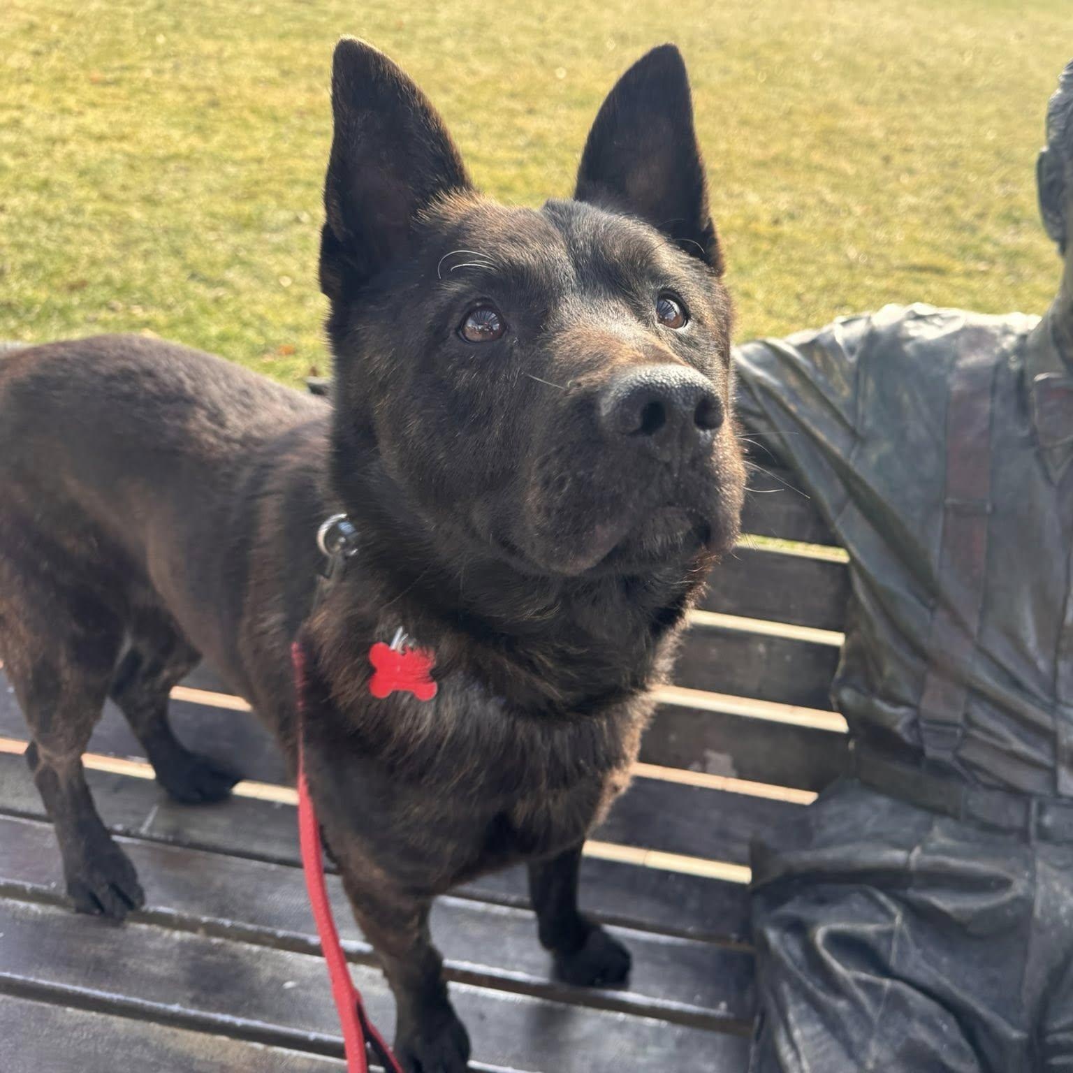 Enlarge Dewey, a ADOPTABLE Shepherd in Valparaiso, IN image 4/5